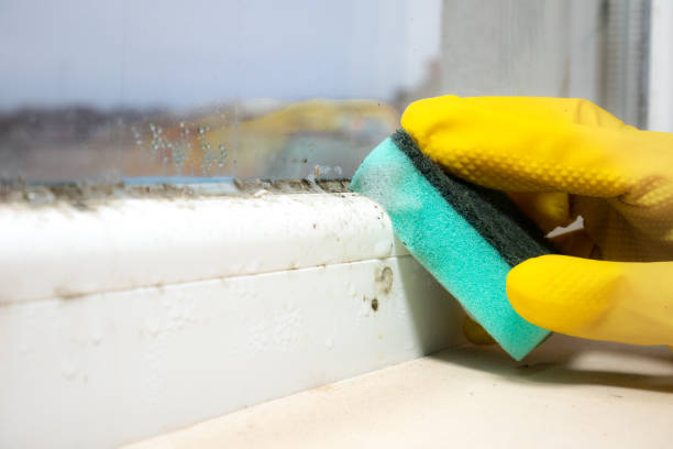 Best Home Mold Removal  in Grant City, MO