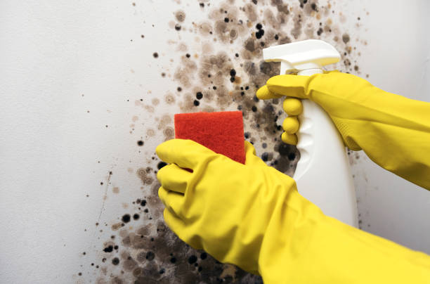 Best Mold Cleaning Services  in Grant City, MO