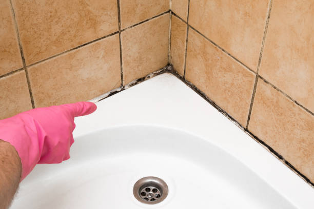 Trusted Grant City, MO Mold Removal Experts