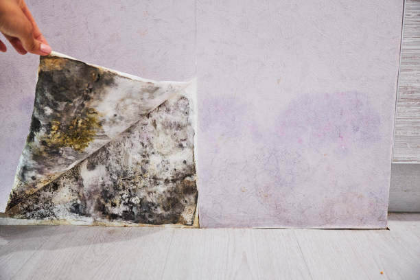 Best Commercial Mold Removal  in Grant City, MO